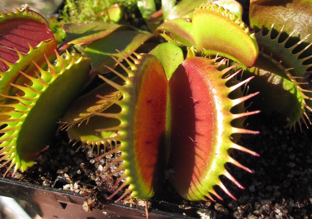 Venus Flytrap 'Big Mouth'