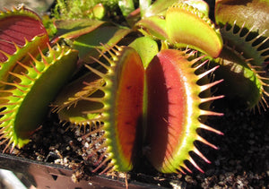 Venus Flytrap 'Big Mouth'