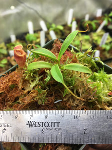 Nepenthes jacquelineae (Seed Grown)