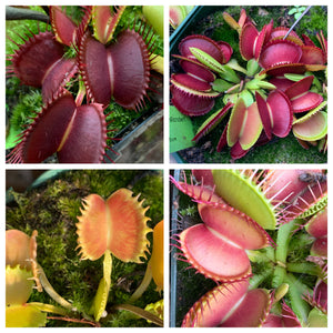 Venus Flytrap Mixed Cultivars and Clones 10+ Seeds
