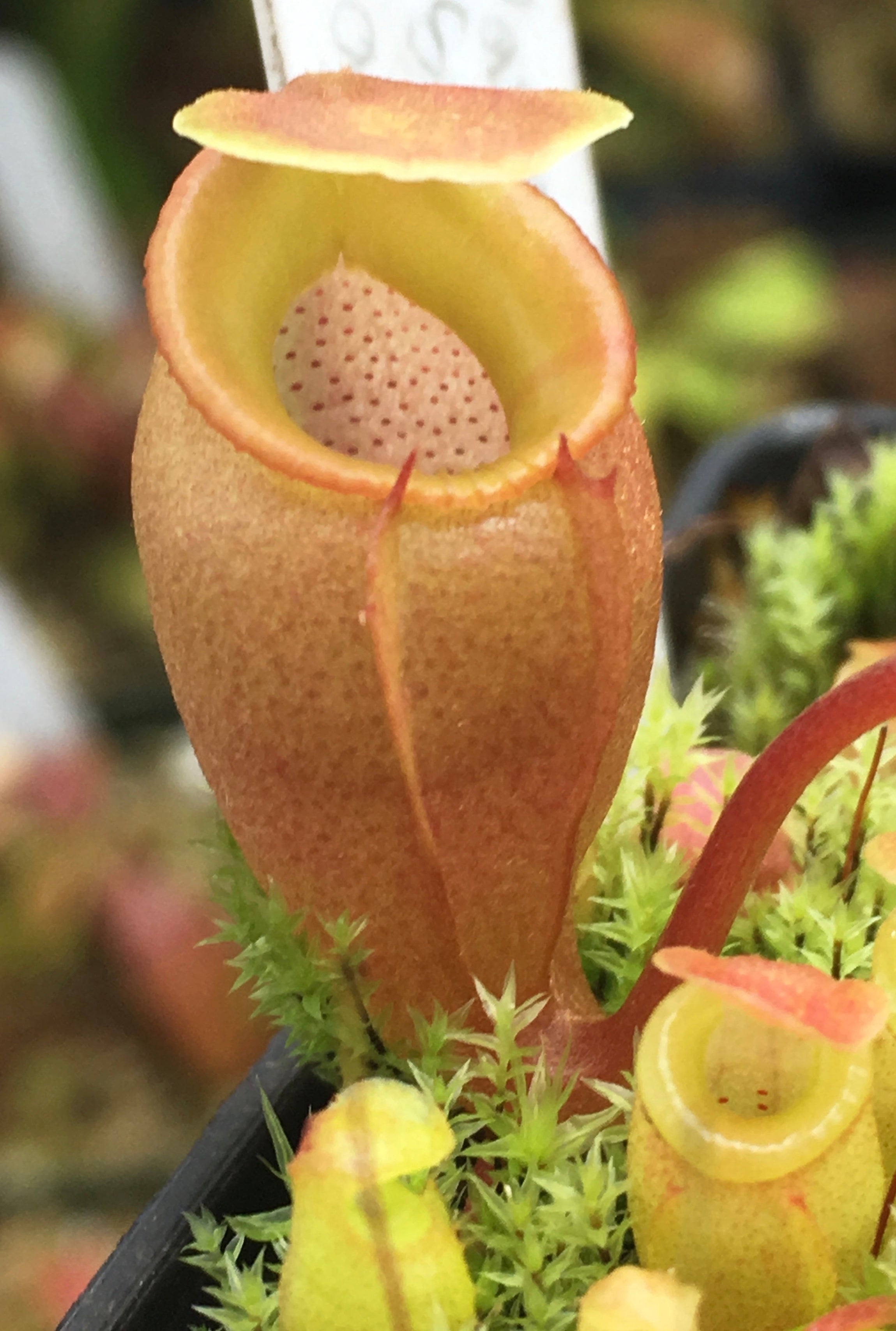 Nepenthes jacquelineae (Seed Grown)