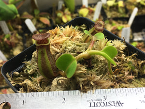 Nepenthes robcantleyi