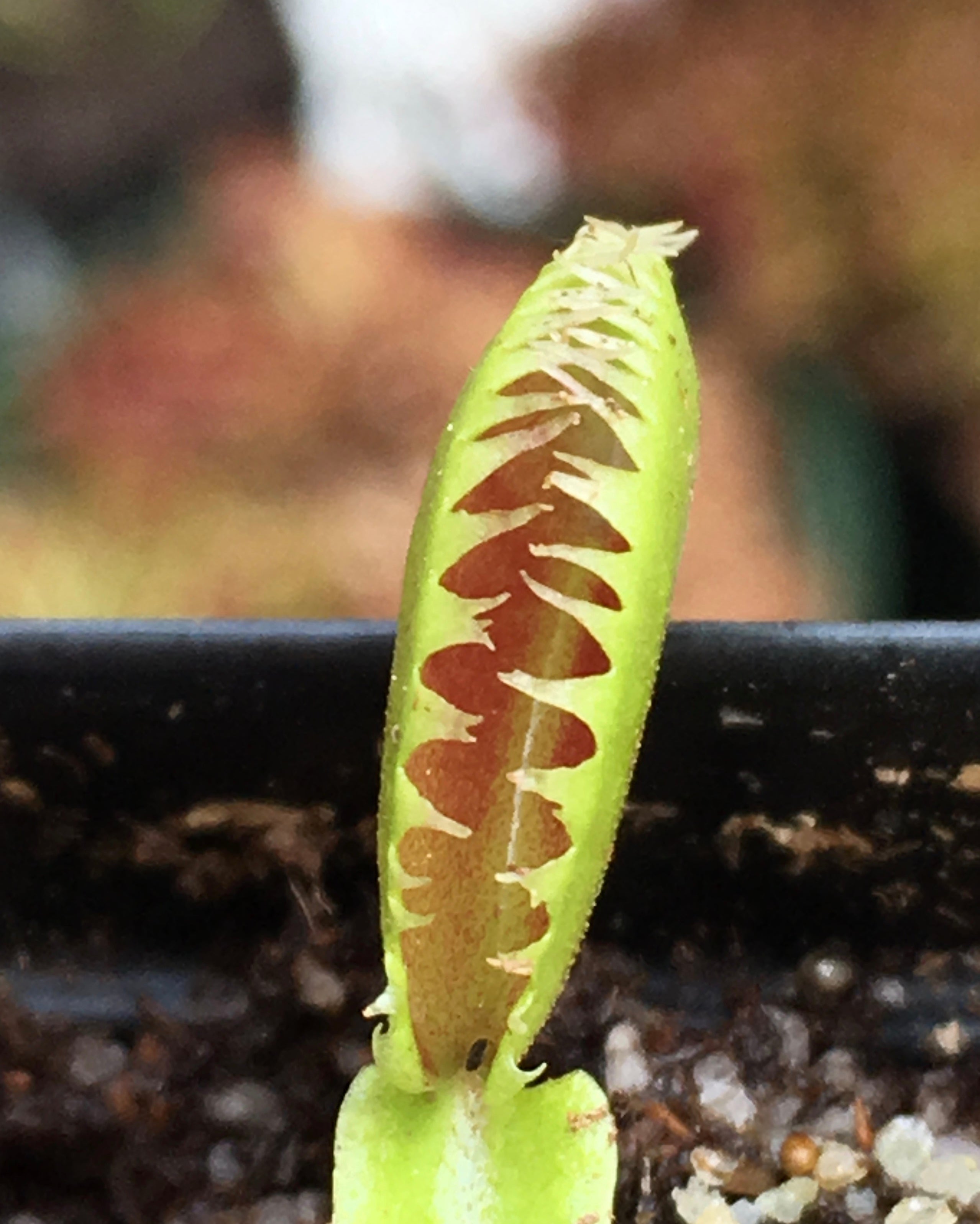 Venus Flytrap 'Dentate'