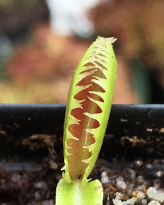 Venus Flytrap 'Dentate'