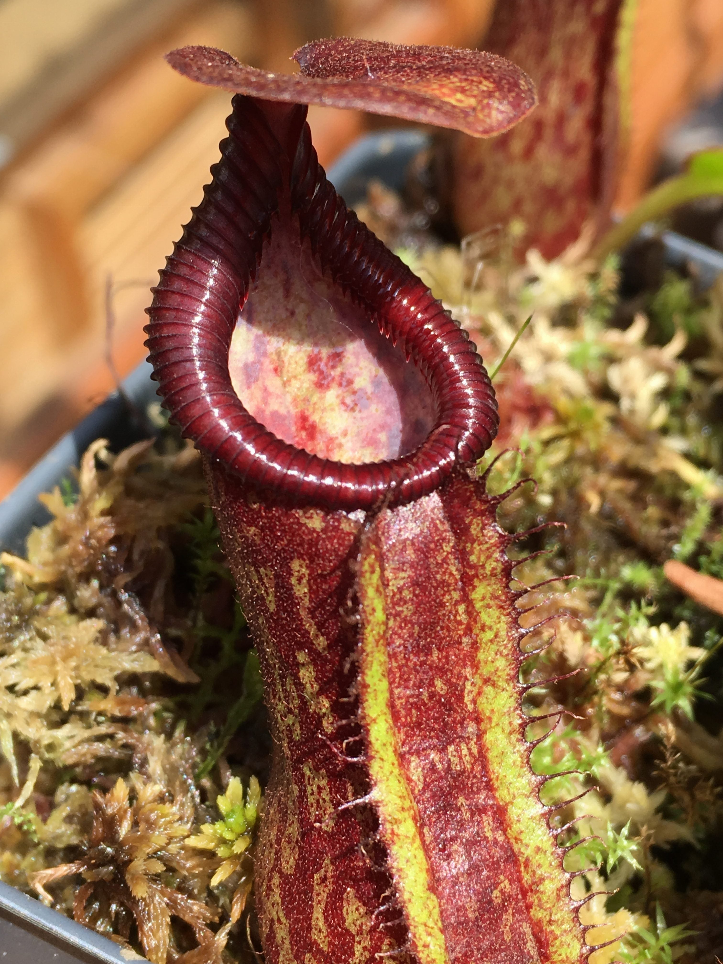 Nepenthes pulchra