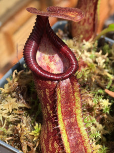 Nepenthes pulchra