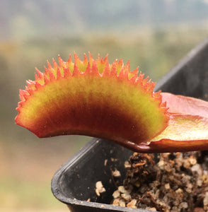 Venus Flytrap 'Bohemian Garnet'