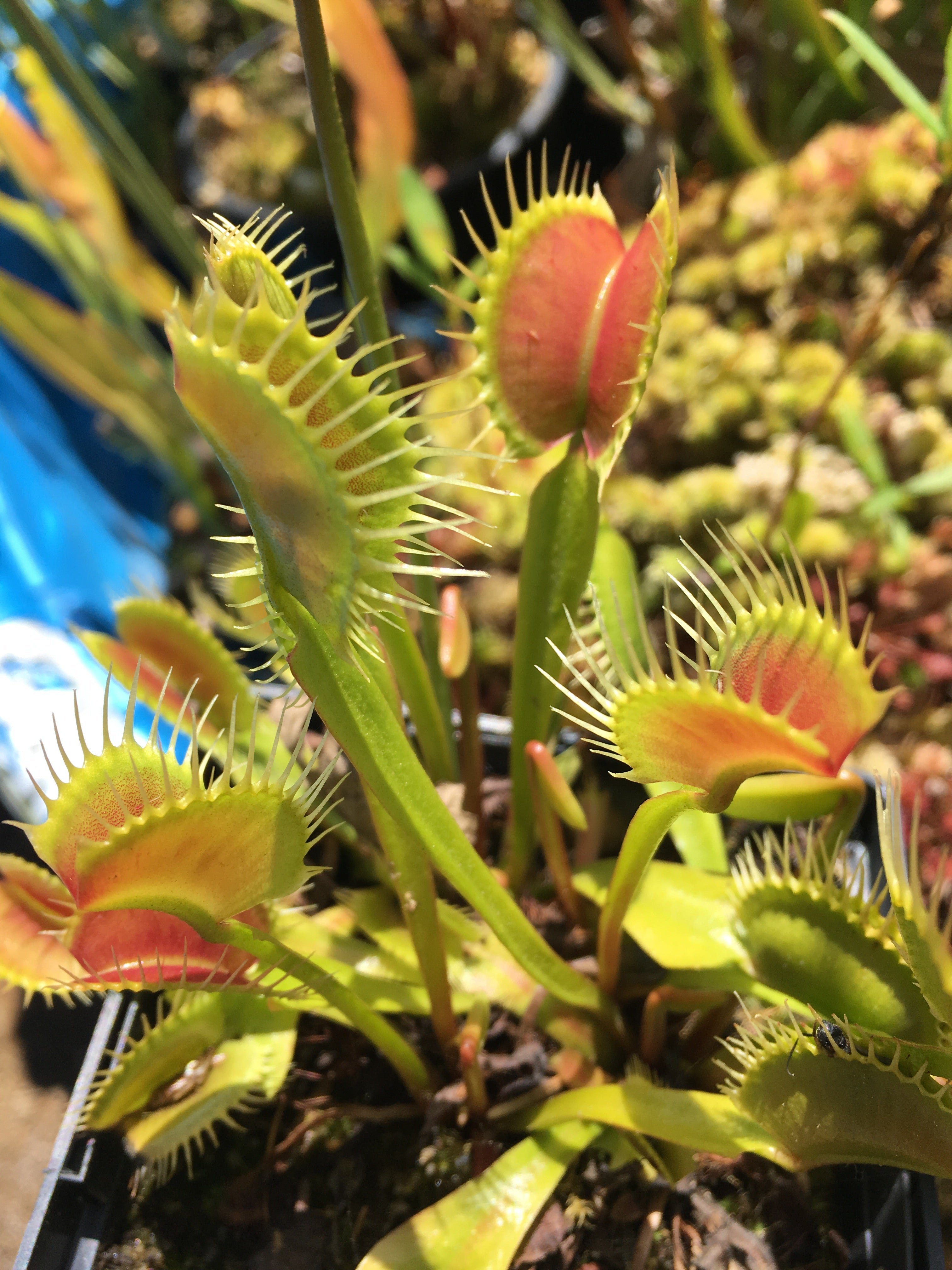 'Maiden's Giant' x Open Pollinated Venus Flytrap 10+ Seeds