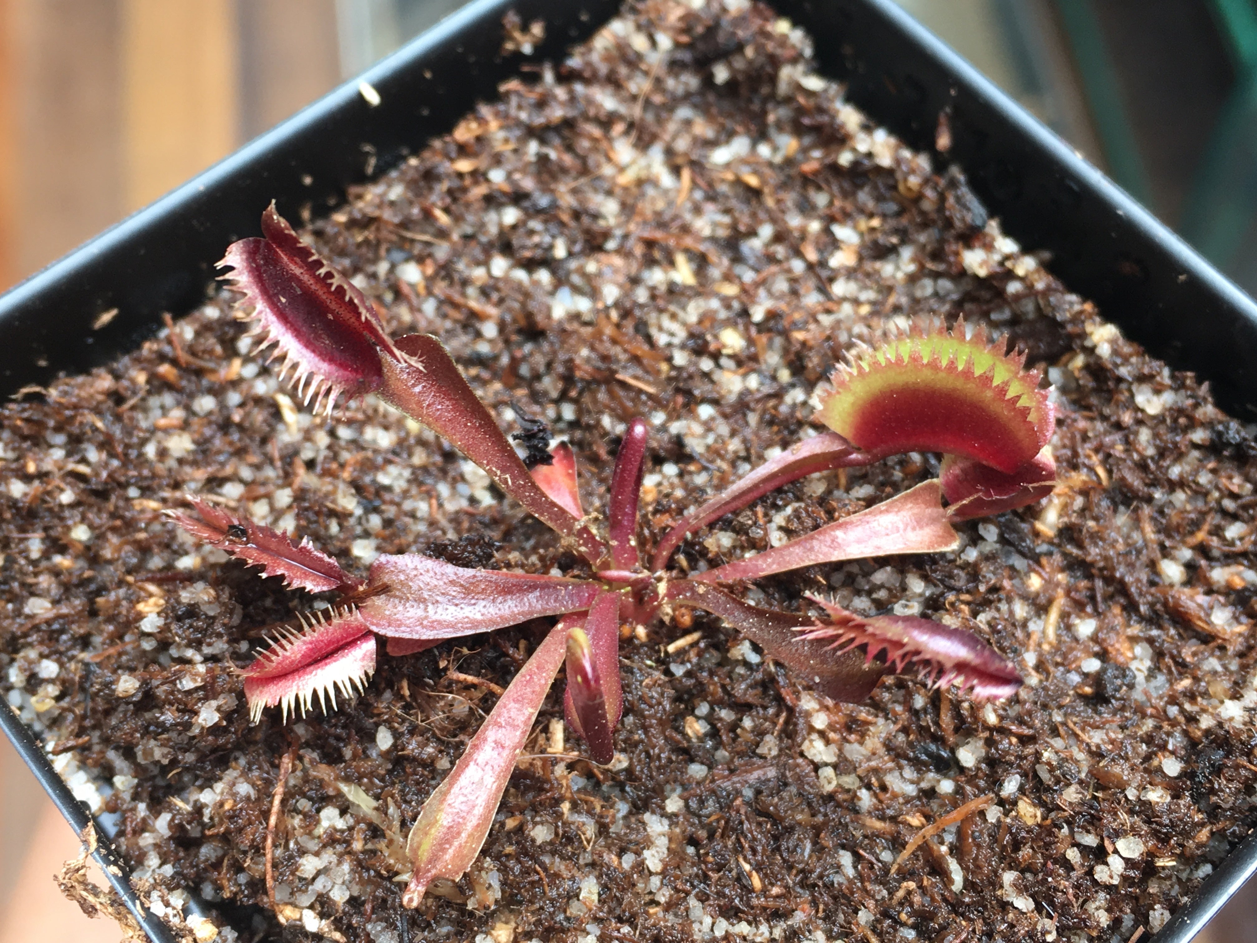 Venus Flytrap 'Bohemian Garnet'