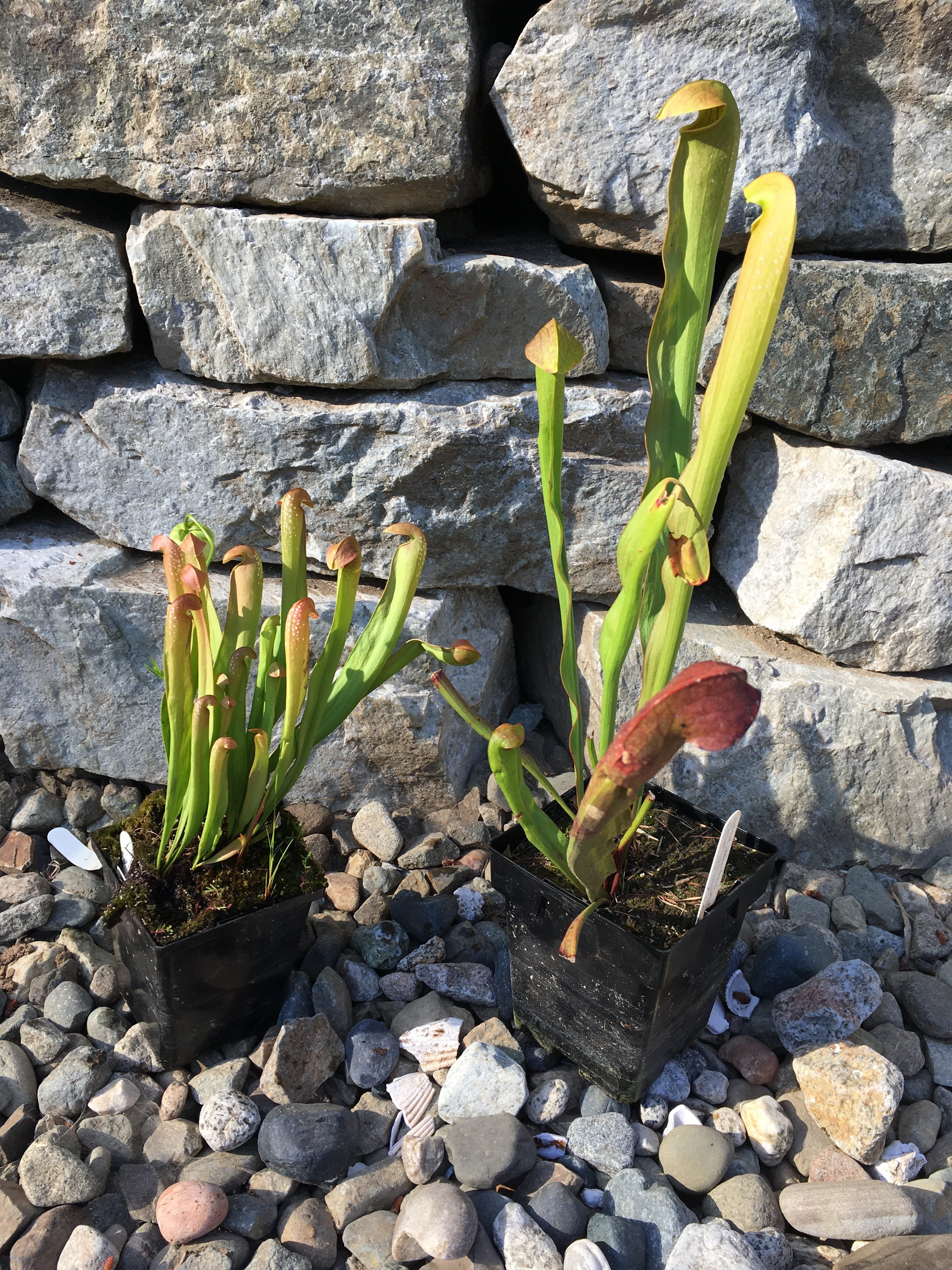 Sarracenia minor var. okefenokeensis CPS Clone 2 "Giant woody pitchers, smaller fenestrations"