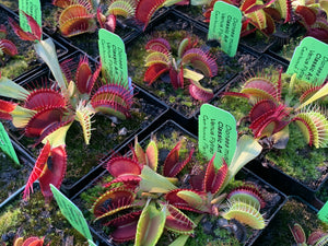 Venus Flytrap Classic Art – Carnivorous Plant Store