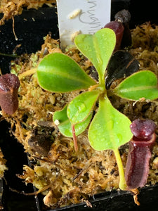 Nepenthes lowii (Mount Murud)