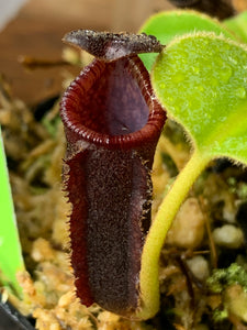Nepenthes lowii (Mount Murud)