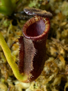 Nepenthes lowii (Mount Murud)