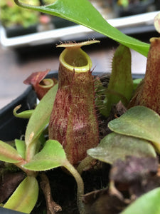 Nepenthes maxima (wavy leaves) x lowii Seed Grown