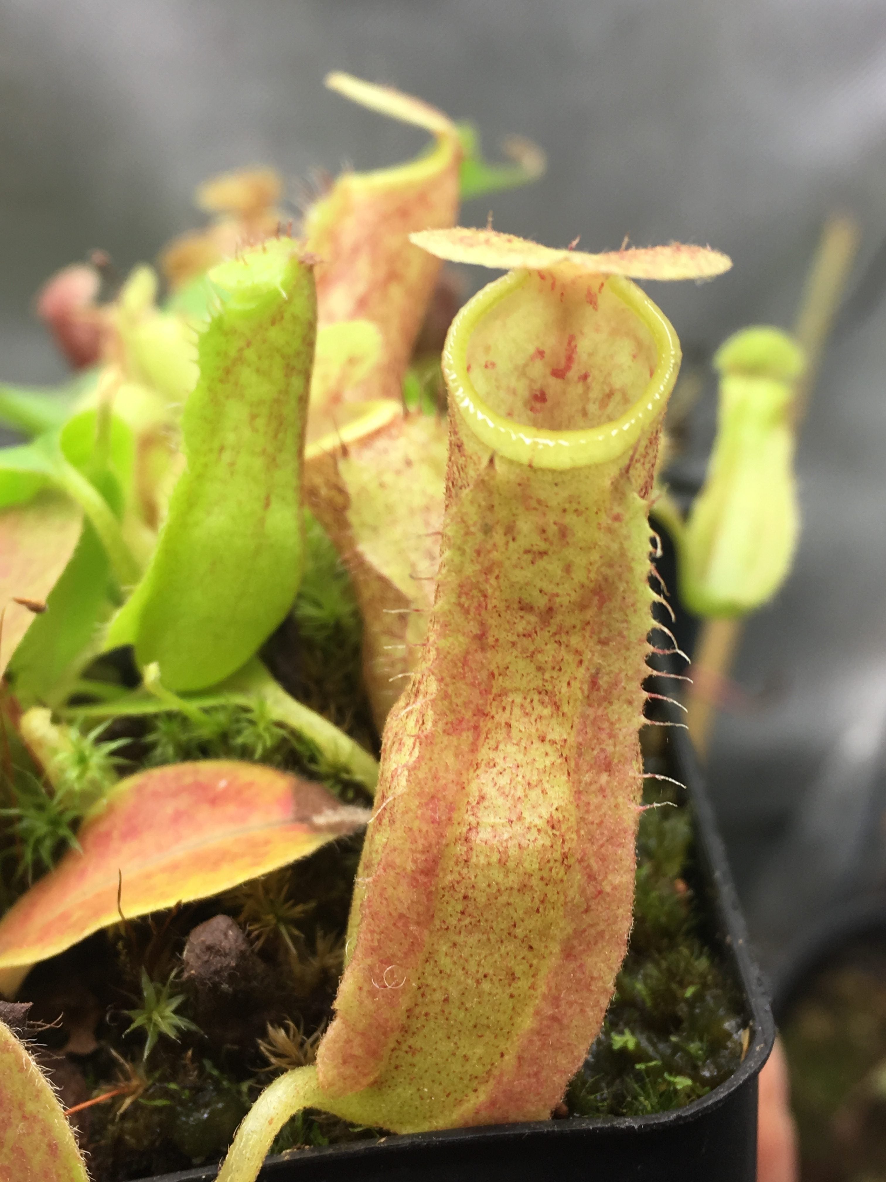 Nepenthes maxima (wavy leaves) x lowii Seed Grown