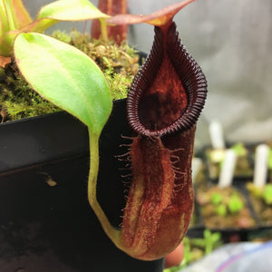 Nepenthes pulchra