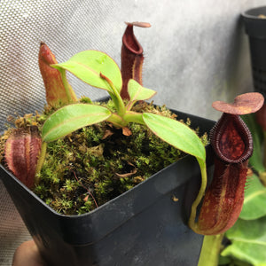 Nepenthes pulchra