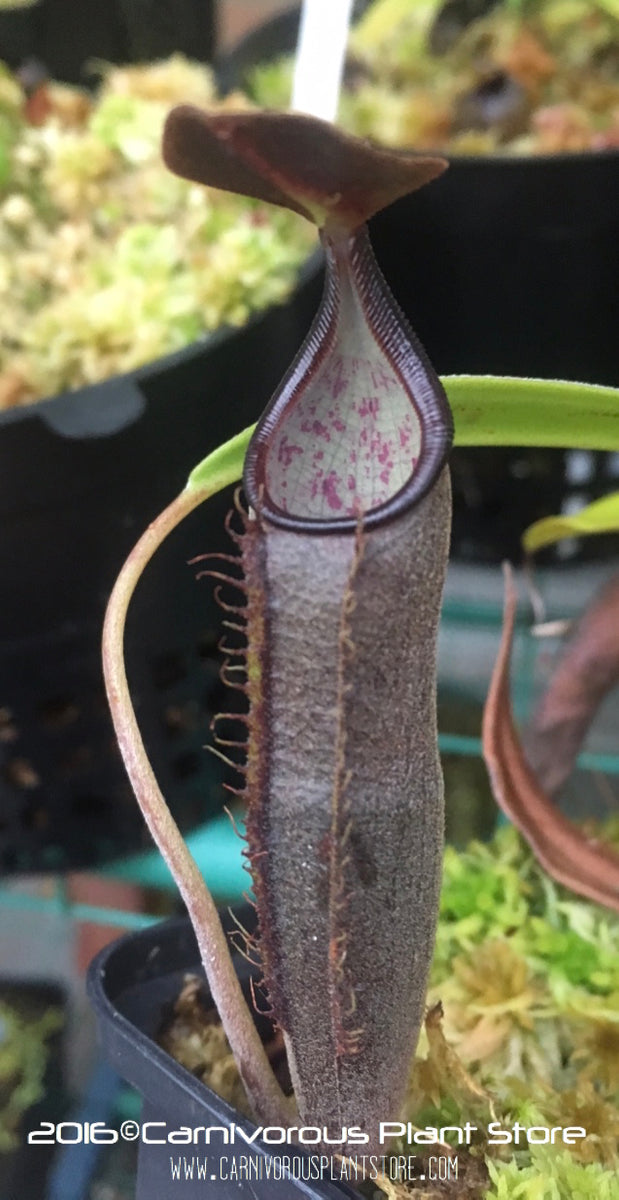 Nepenthes lingulata Seed Grown – Carnivorous Plant Store