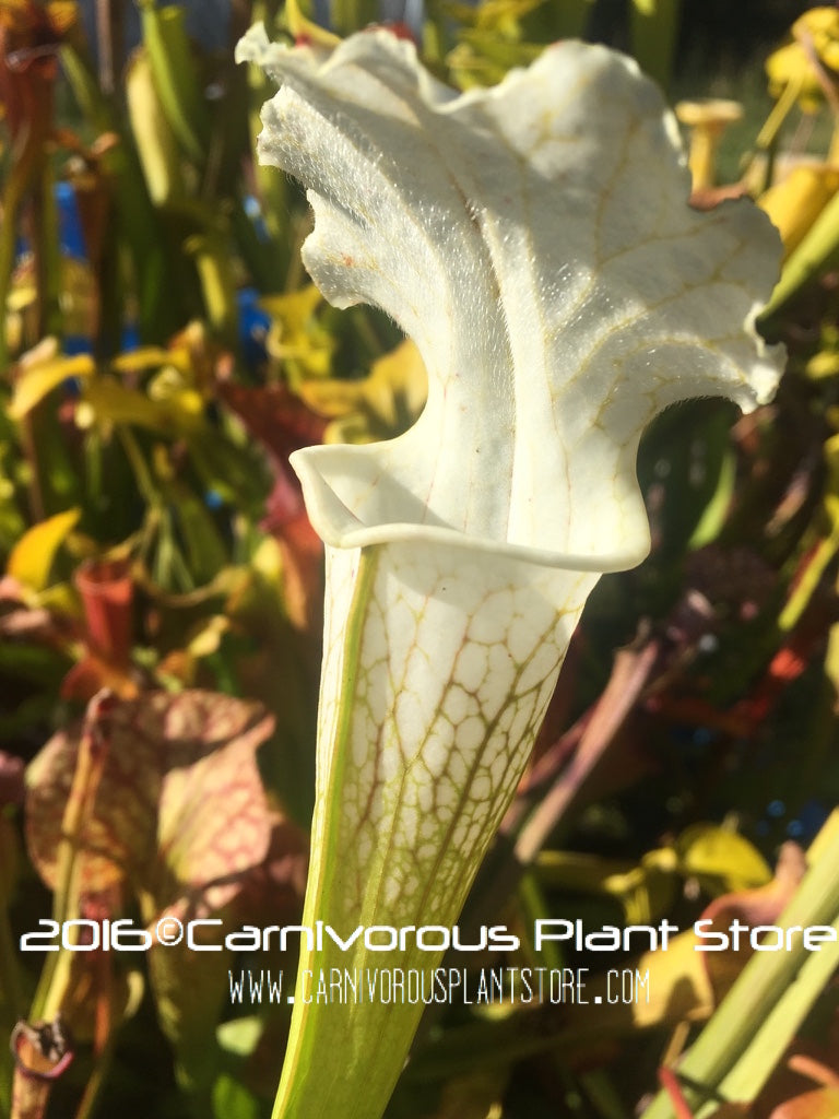 Sarracenia leucophylla var. alba 'Schnell's Ghost'