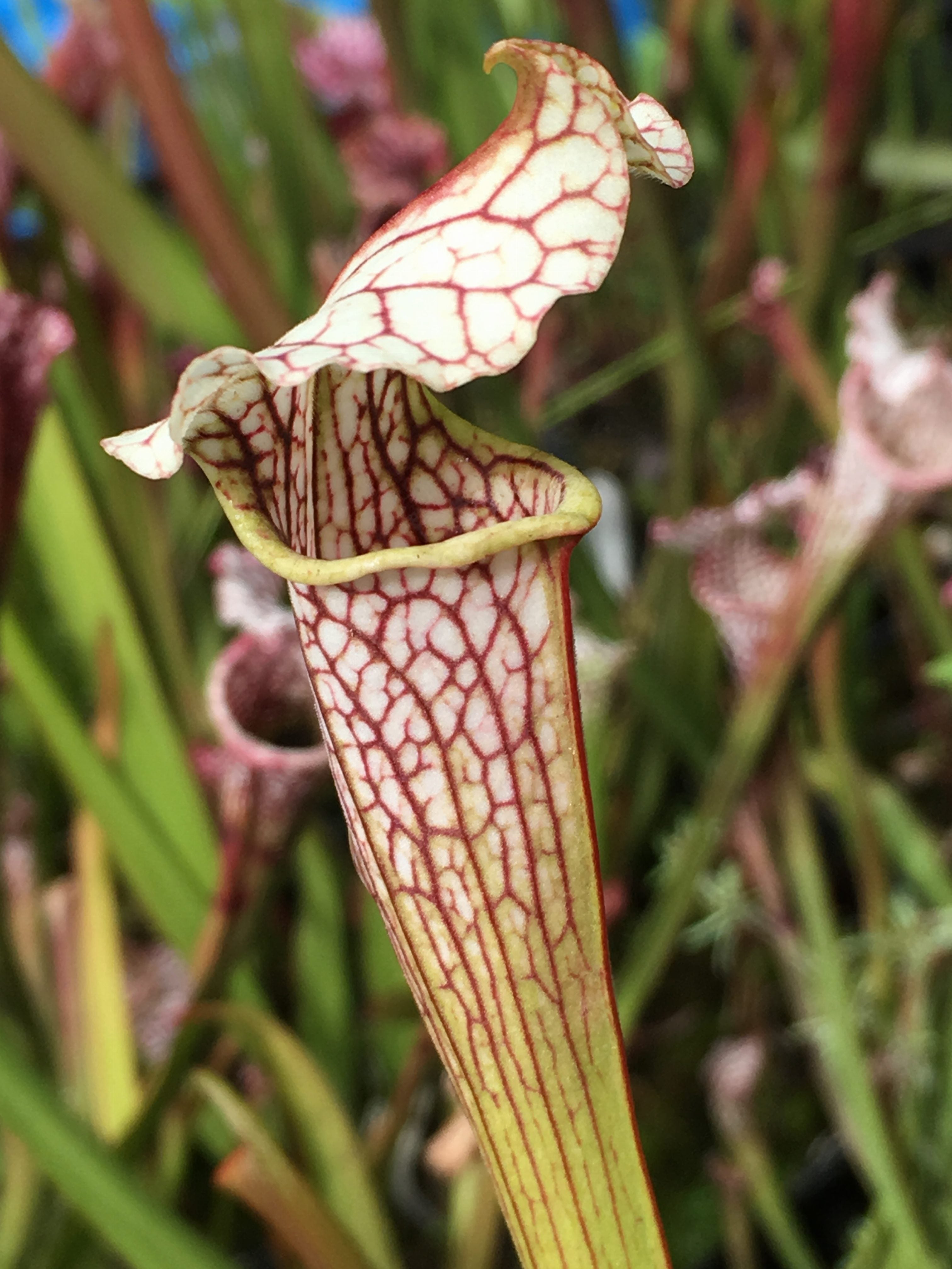 Sarracenia areolata x leucophylla Mike King Clone H121