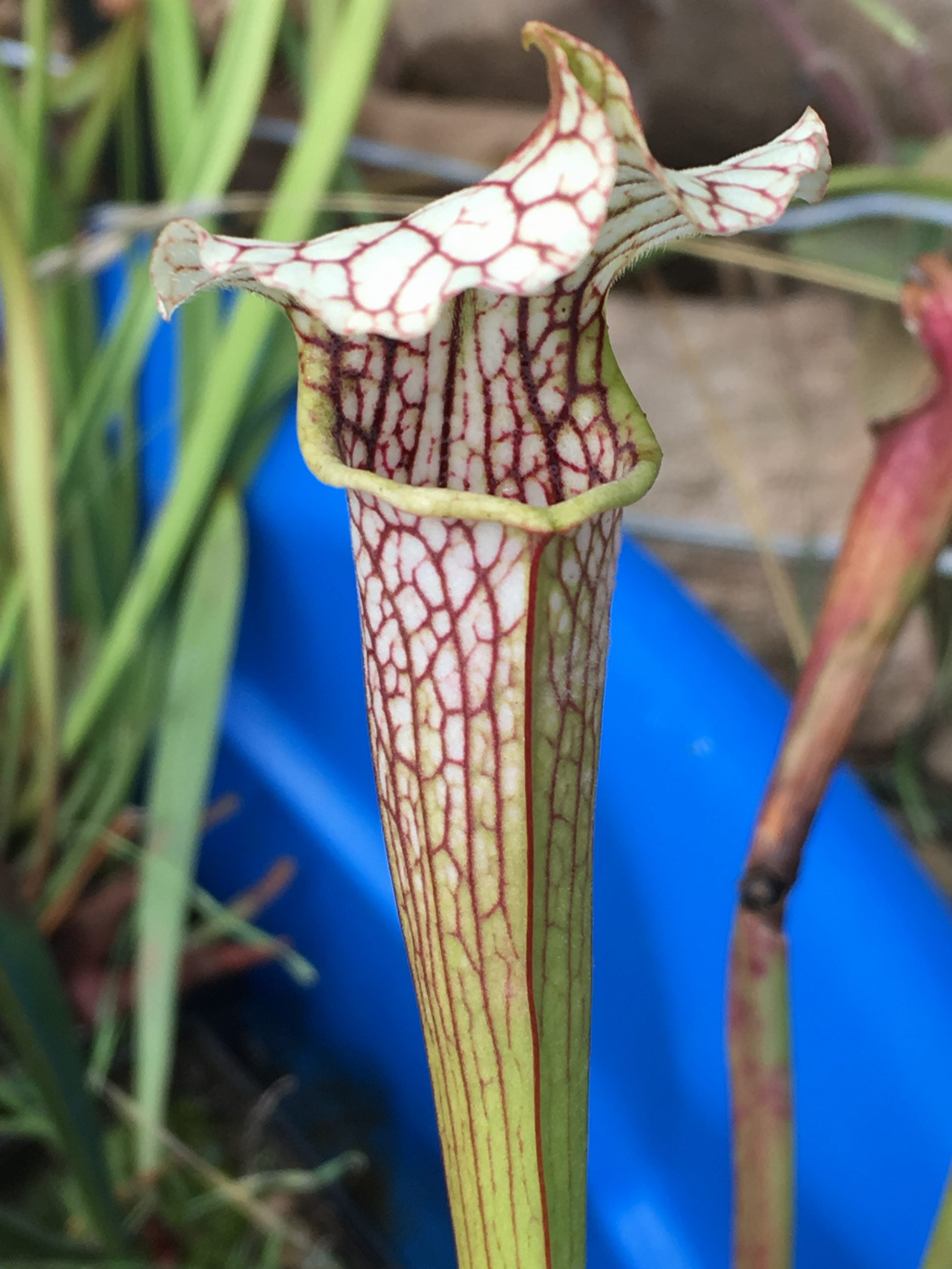 Sarracenia areolata x leucophylla Mike King Clone H121