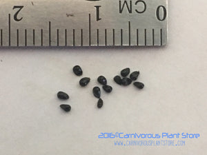 'Microdent' Venus flytrap 10+ Seeds