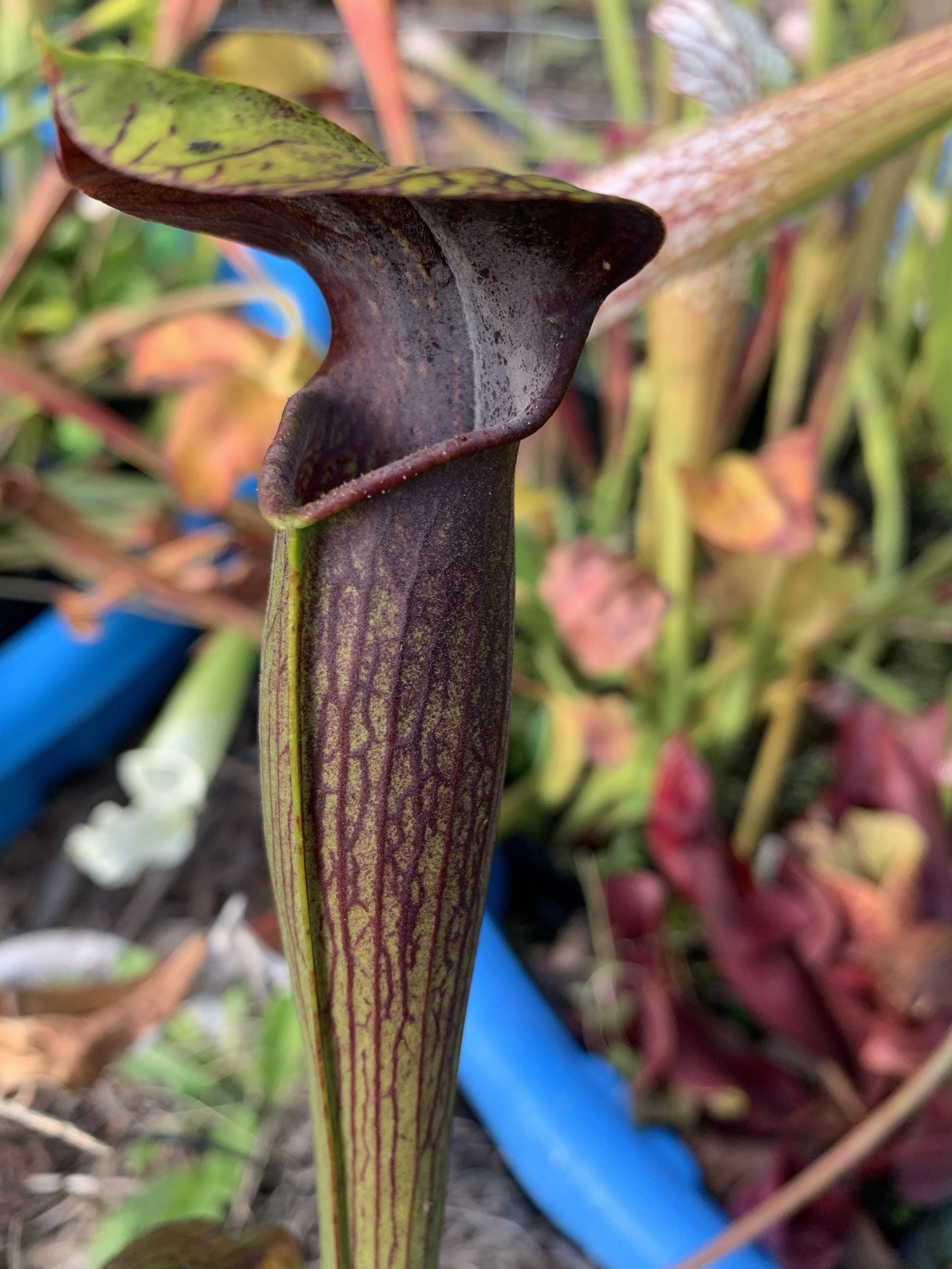 Sarracenia alata var. nigropurprea "Black Tube" MK-A27