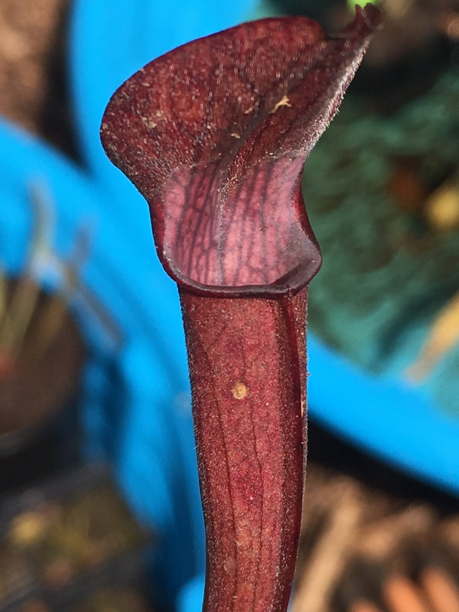 Sarracenia rubra 'Ancesteral' Form, Peach Co, Georgia