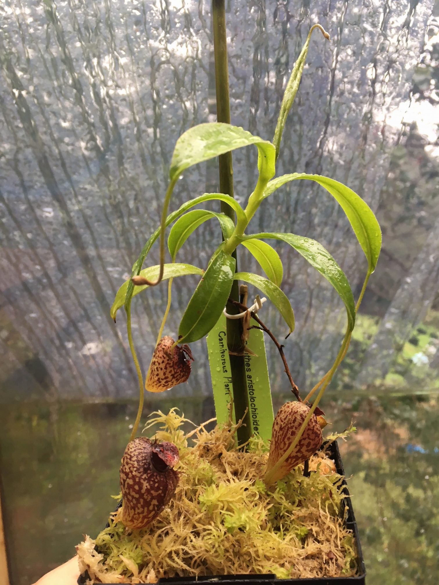 Nepenthes aristolochioides BE-3023