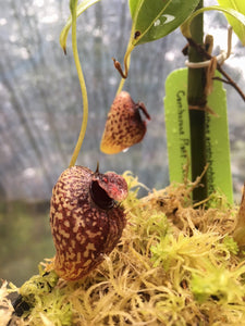 Nepenthes aristolochioides BE-3023