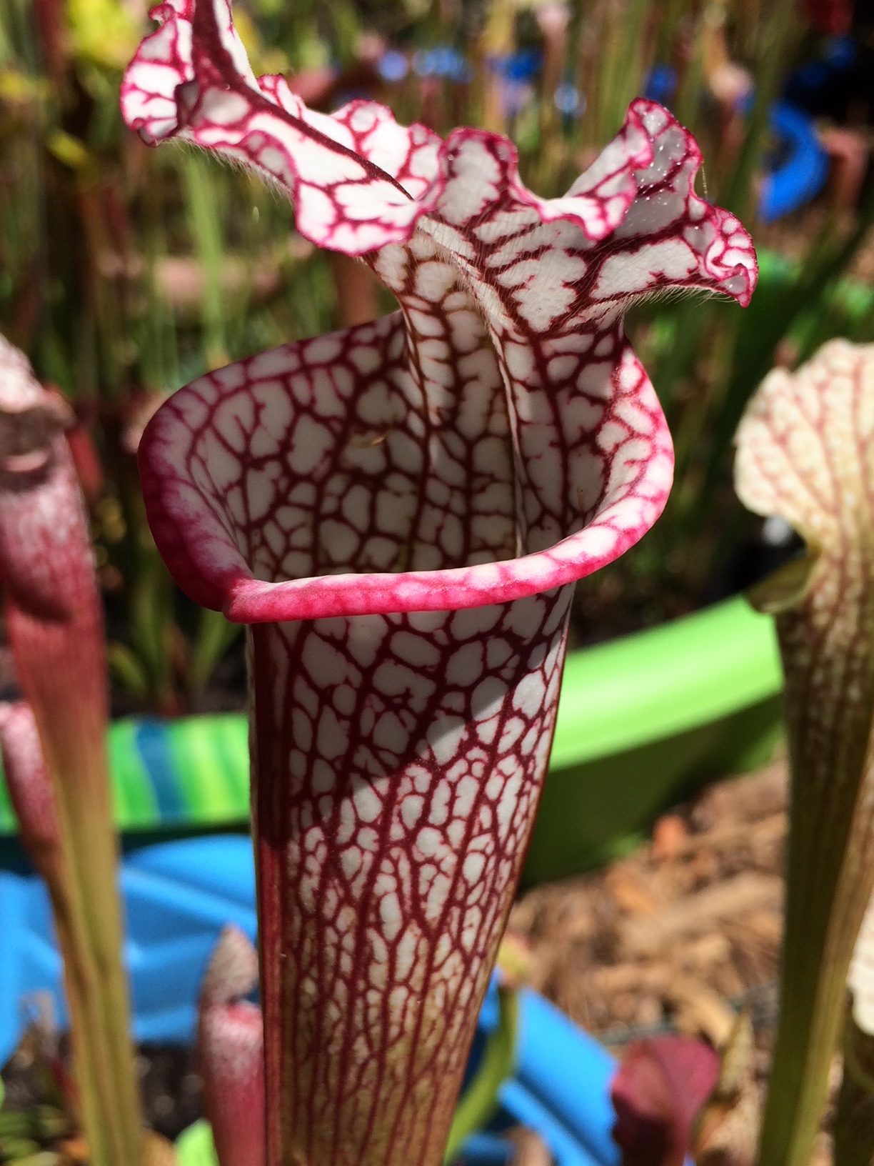 Sarracenia leucophylla "Baldwin Beauty"