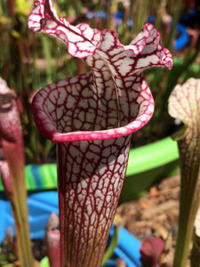 Sarracenia leucophylla "Baldwin Beauty"