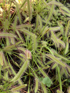 Drosera capensis  (Cape Sundew) "Typical" Form