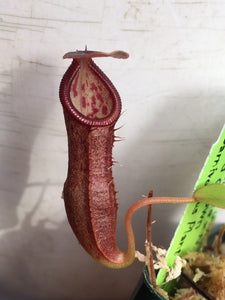 Nepenthes carunculata var robusta x inermis Seed Grown
