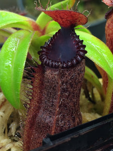 Nepenthes hamata x edwardsiana