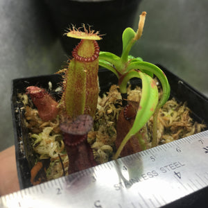 Nepenthes hamata x edwardsiana