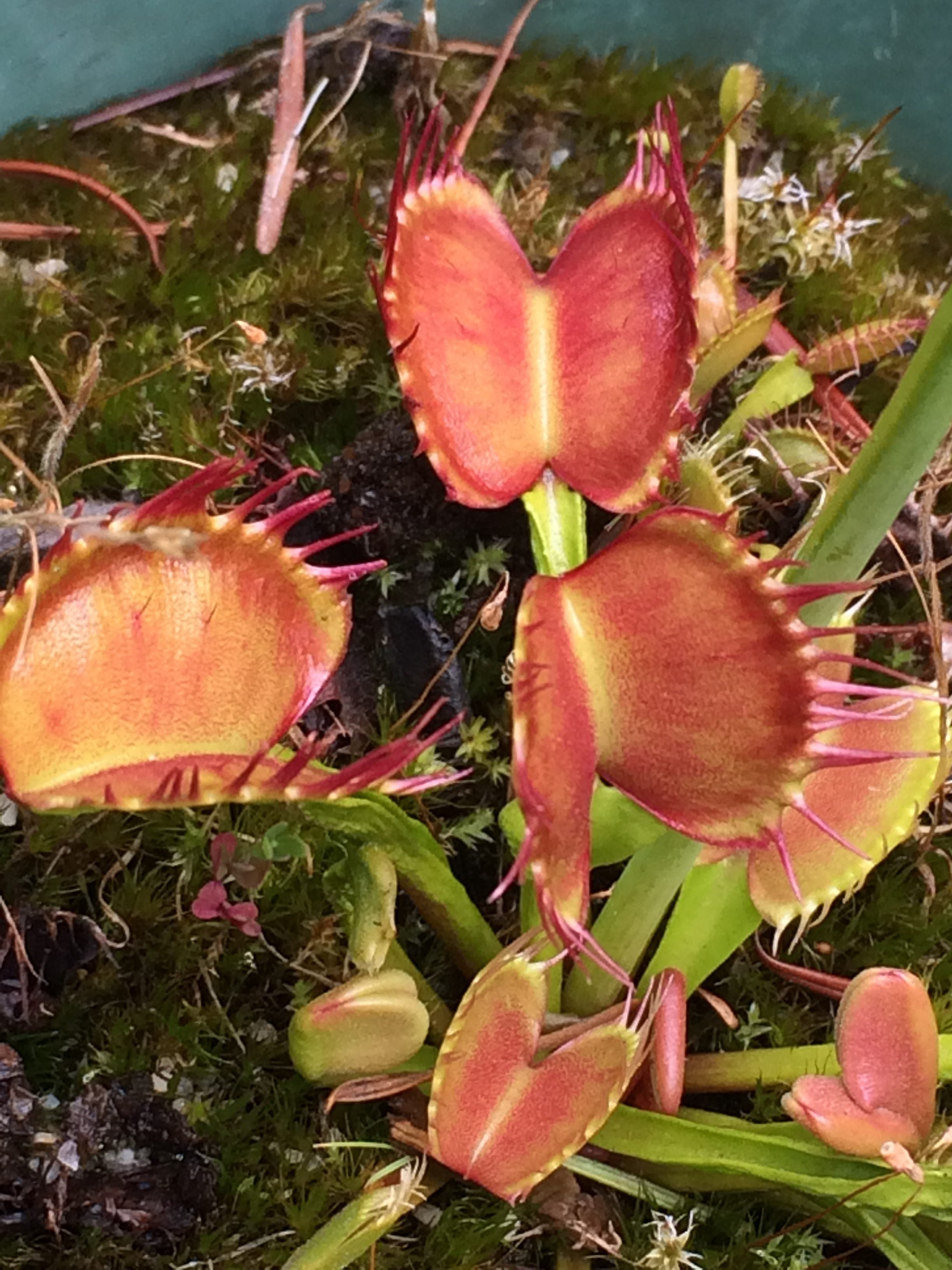 Venus Flytrap 'Long Red Fingers'