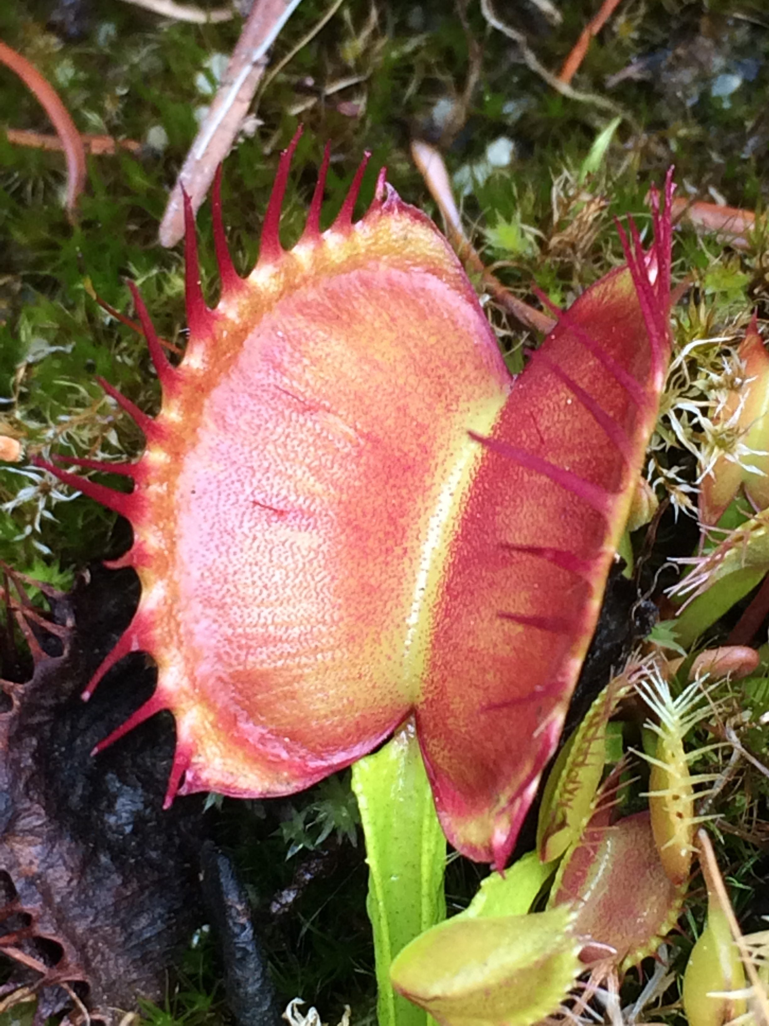 Venus Flytraps - Should You Watch Your Fingers? Plus Some Fun