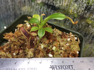Nepenthes lowii (Mount Trusmadi)
