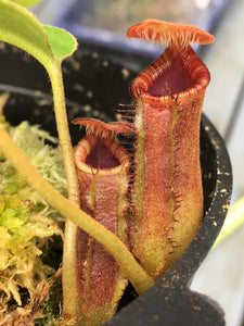 Nepenthes lowii (Mount Trusmadi)