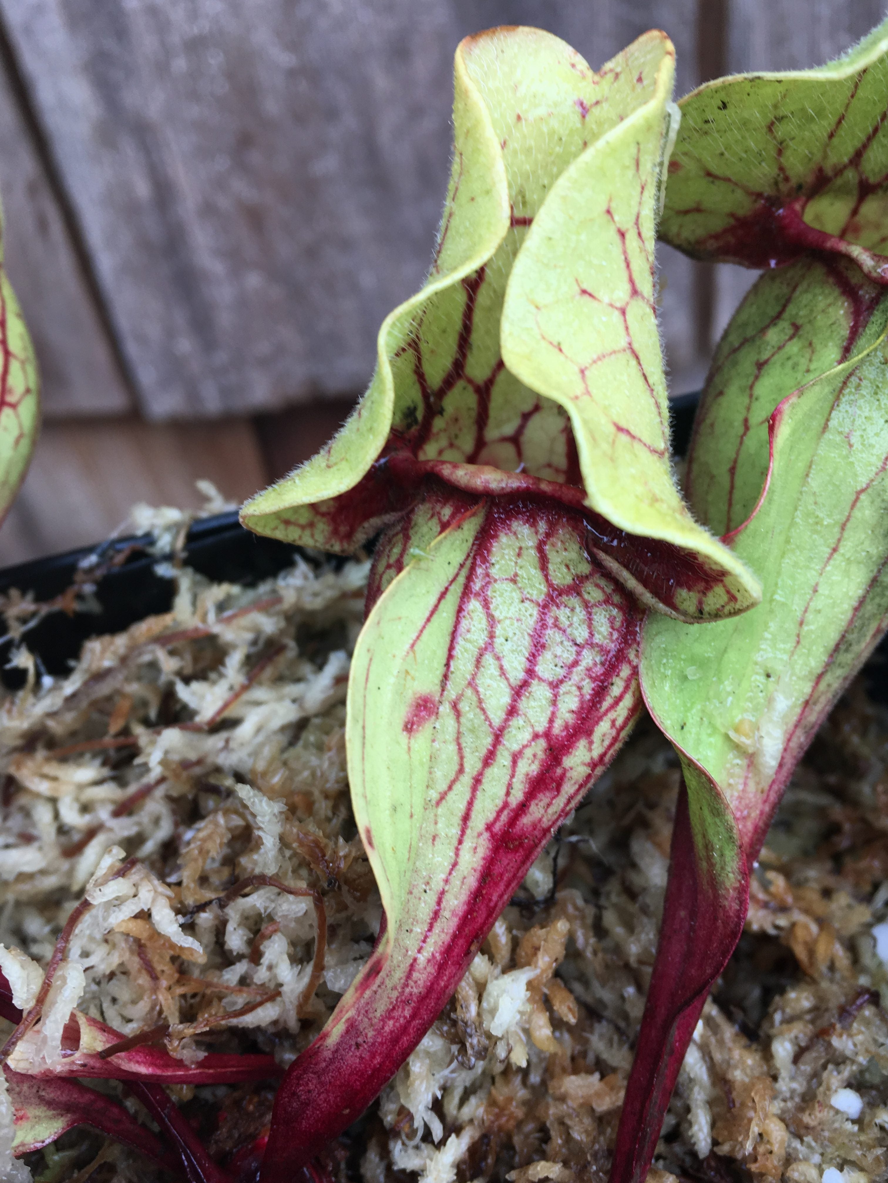 Sarracenia purpurea ssp. venosa, Tattnall CO, Georgia.