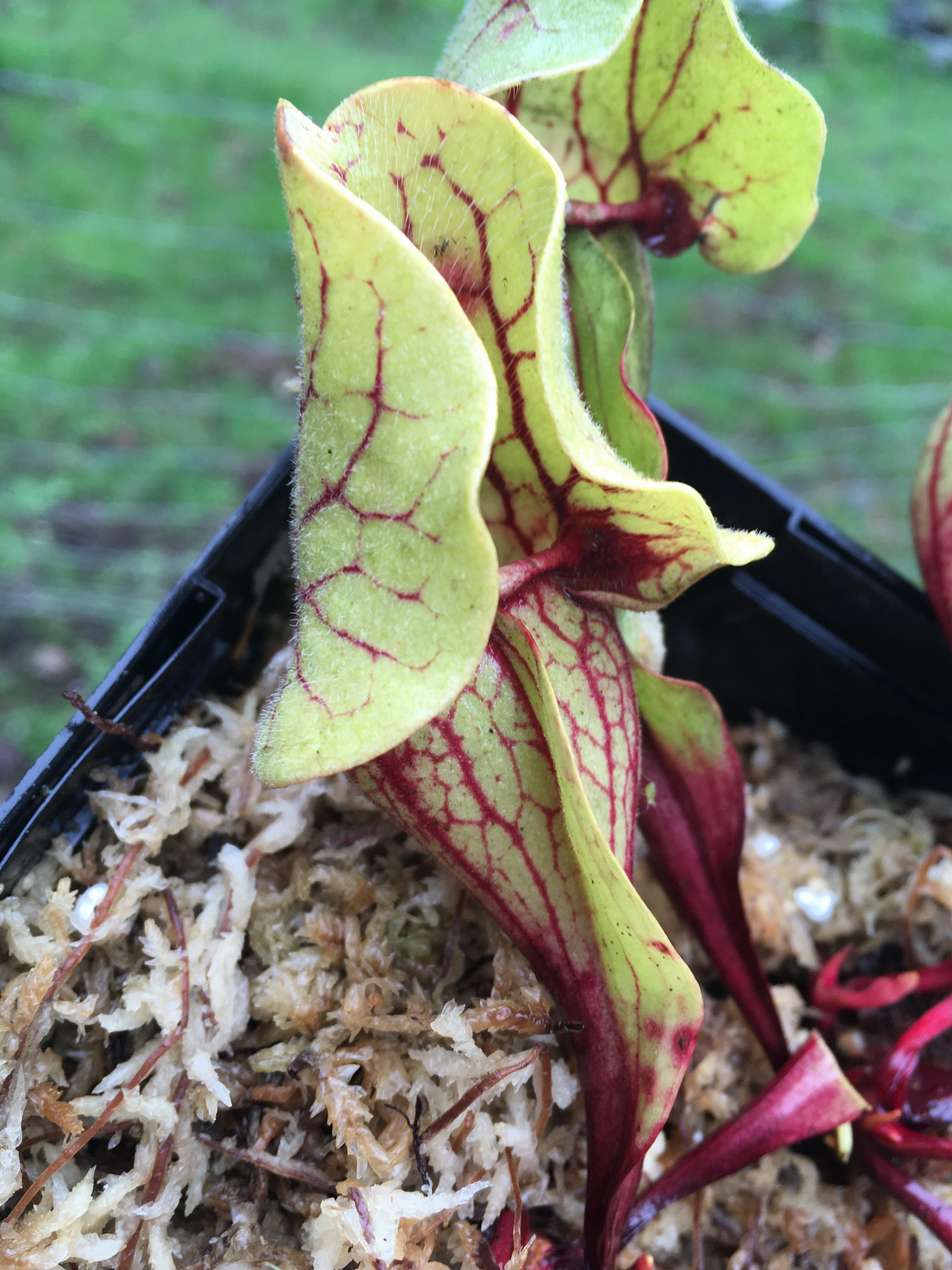 Sarracenia purpurea ssp. venosa, Tattnall CO, Georgia.