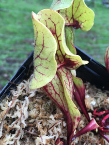 Sarracenia purpurea ssp. venosa, Tattnall CO, Georgia.