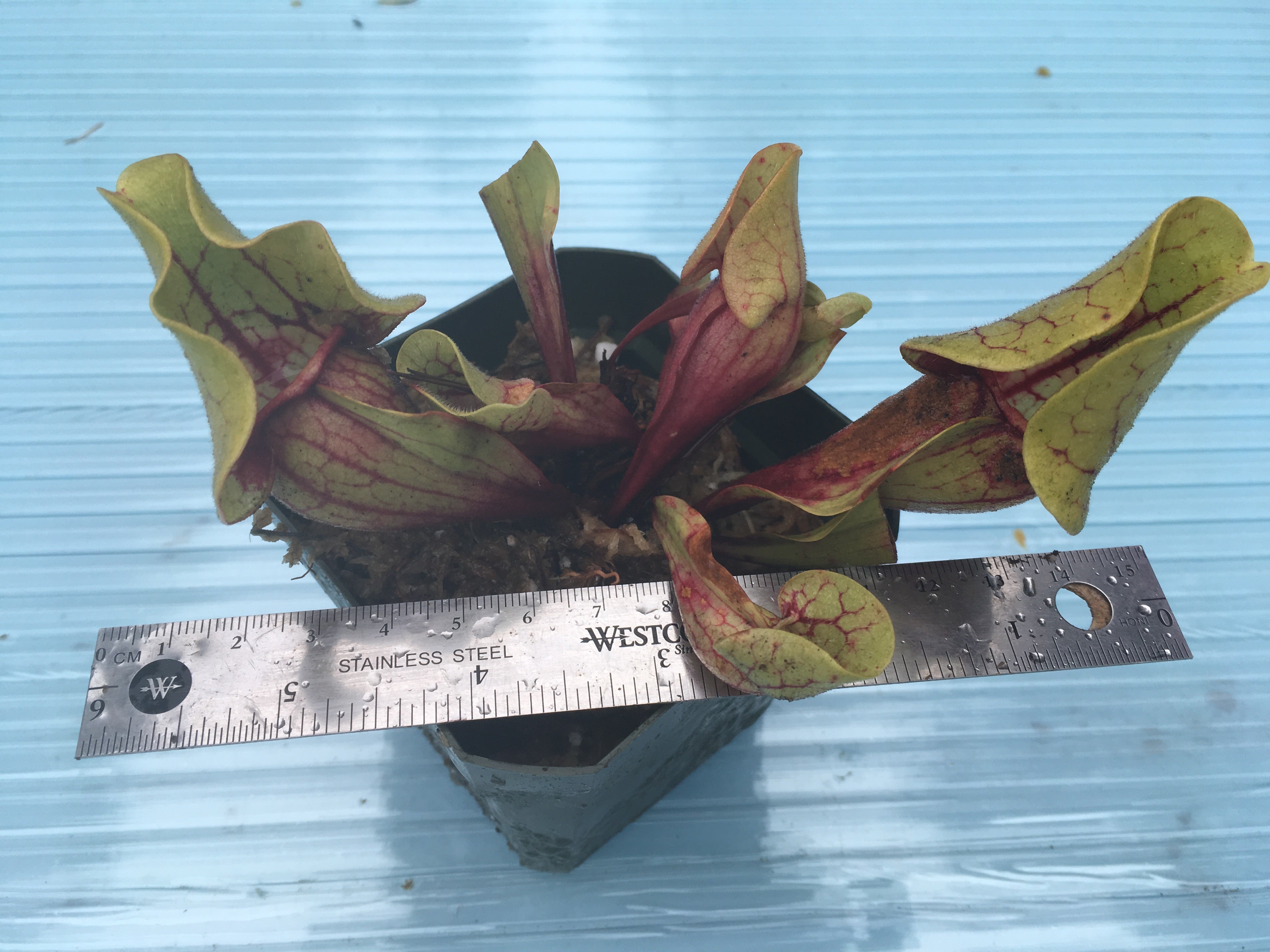 Sarracenia purpurea ssp. venosa, Tattnall CO, Georgia.