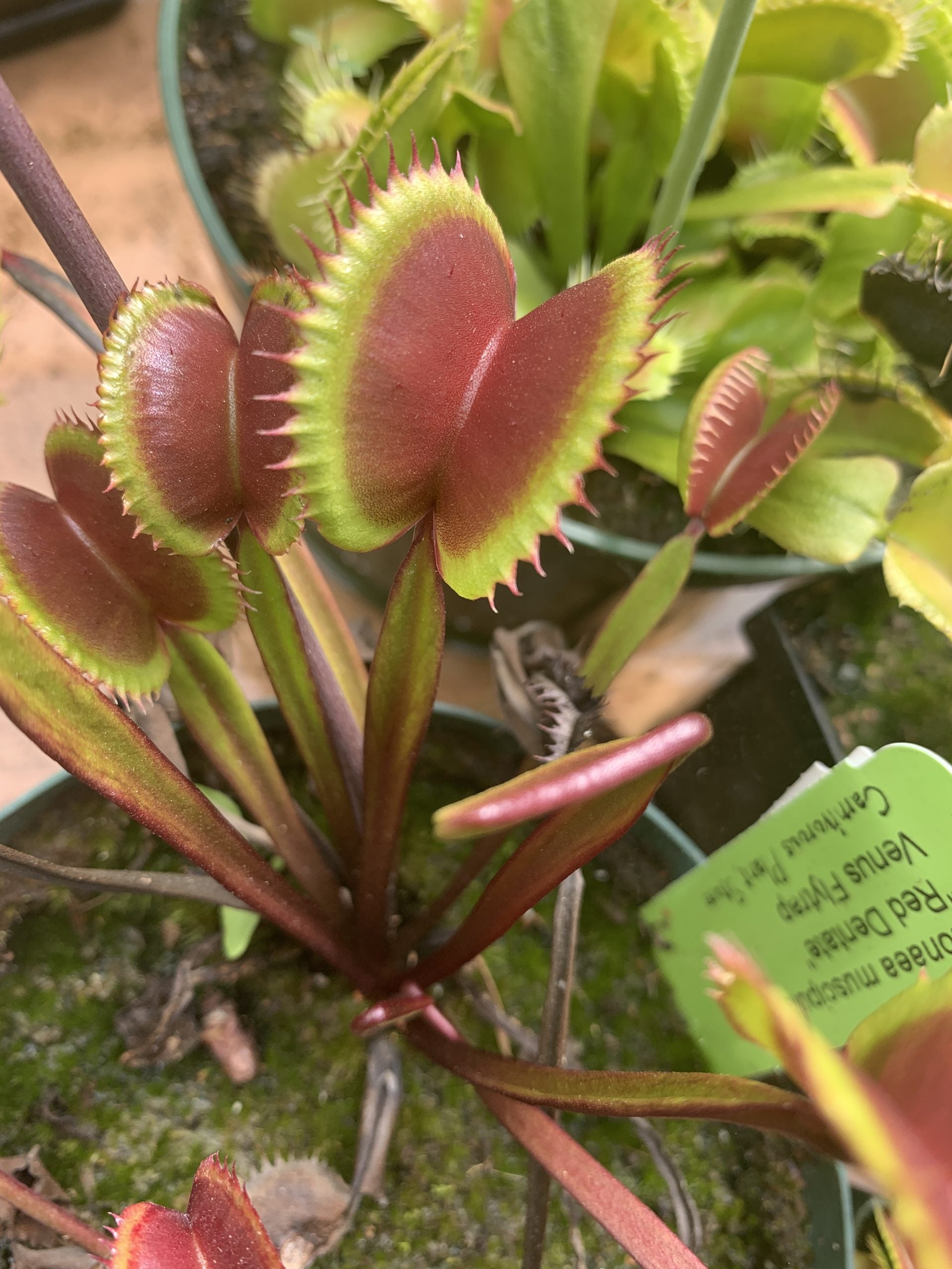 Venus Flytrap "Red Dentate"