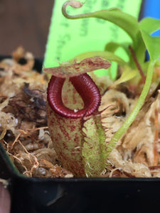 Nepenthes talangensis Seed Grown