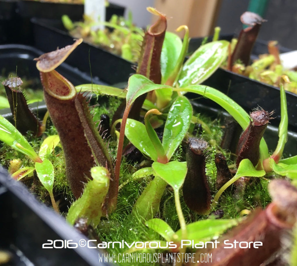 Nepenthes lingulata Seed Grown