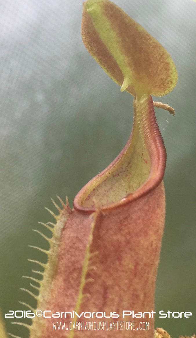 Nepenthes lingulata Seed Grown – Carnivorous Plant Store