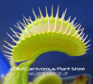 Venus Flytrap 'King Henry' x open pollinated 10+ seeds